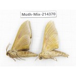 Moths sp. China, Guizhou, Bijie area, Jinsha county.2Pcs. Moth-Mix-214370.