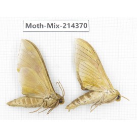 Moths sp. China, Guizhou, Bijie area, Jinsha county.2Pcs. Moth-Mix-214370.