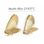 Moths sp. China, Guizhou, Bijie area, Jinsha county.2Pcs. Moth-Mix-214371.