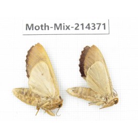 Moths sp. China, Guizhou, Bijie area, Jinsha county.2Pcs. Moth-Mix-214371.