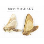 Moths sp. China, Guizhou, Bijie area, Jinsha county.2Pcs. Moth-Mix-214372.