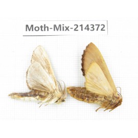 Moths sp. China, Guizhou, Bijie area, Jinsha county.2Pcs. Moth-Mix-214372.