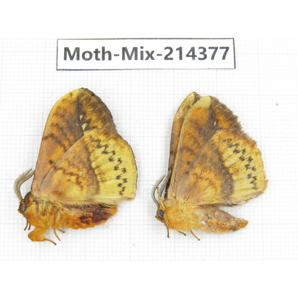 Moths sp. China, Guizhou, Bijie area, Jinsha county.2Pcs. Moth-Mix-214377.
