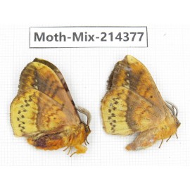 Moths sp. China, Guizhou, Bijie area, Jinsha county.2Pcs. Moth-Mix-214377.