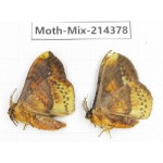 Moths sp. China, Guizhou, Bijie area, Jinsha county.2Pcs. Moth-Mix-214378.