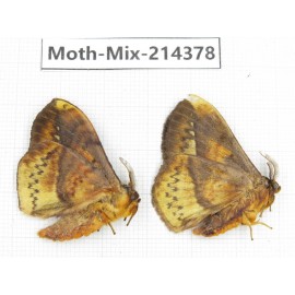 Moths sp. China, Guizhou, Bijie area, Jinsha county.2Pcs. Moth-Mix-214378.