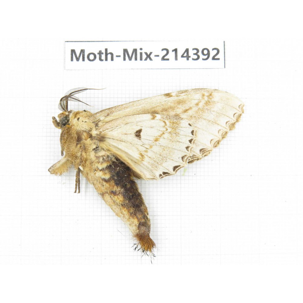 Moths sp. China, Guizhou, Bijie area, Jinsha county.1Pcs. Moth-Mix-214392.