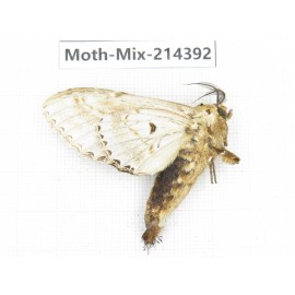 Moths sp. China, Guizhou, Bijie area, Jinsha county.1Pcs. Moth-Mix-214392.