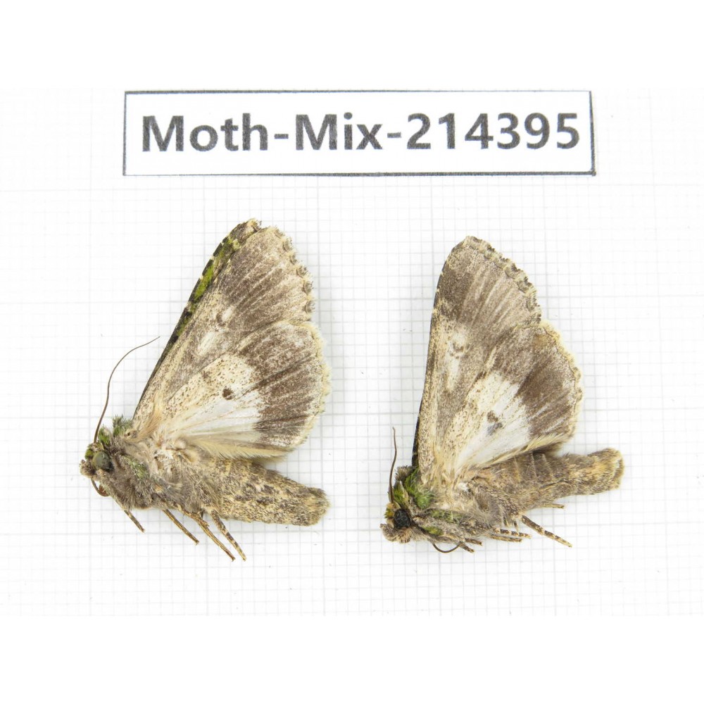 Moths sp. China, Guizhou, Bijie area, Jinsha county.2Pcs. Moth-Mix-214395.