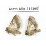 Moths sp. China, Guizhou, Bijie area, Jinsha county.2Pcs. Moth-Mix-214395.