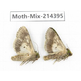 Moths sp. China, Guizhou, Bijie area, Jinsha county.2Pcs. Moth-Mix-214395.
