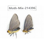 Moths sp. China, Guizhou, Bijie area, Jinsha county.2Pcs. Moth-Mix-214396.