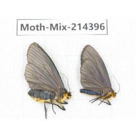 Moths sp. China, Guizhou, Bijie area, Jinsha county.2Pcs. Moth-Mix-214396.