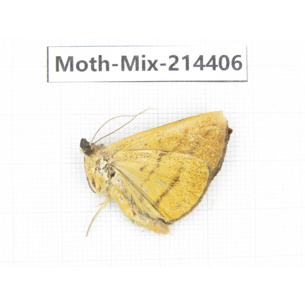 Moths sp. China, Guizhou, Bijie area, Jinsha county.1Pcs. Moth-Mix-214406.