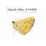 Moths sp. China, Guizhou, Bijie area, Jinsha county.1Pcs. Moth-Mix-214406.
