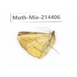 Moths sp. China, Guizhou, Bijie area, Jinsha county.1Pcs. Moth-Mix-214406.