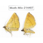 Moths sp. China, Guizhou, Bijie area, Jinsha county.2Pcs. Moth-Mix-214407.