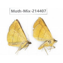 Moths sp. China, Guizhou, Bijie area, Jinsha county.2Pcs. Moth-Mix-214407.