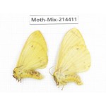 Moths sp. China, Guizhou, Bijie area, Jinsha county.2Pcs. Moth-Mix-214411.