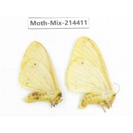 Moths sp. China, Guizhou, Bijie area, Jinsha county.2Pcs. Moth-Mix-214411.