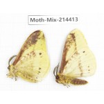 Moths sp. China, Guizhou, Bijie area, Jinsha county.2Pcs. Moth-Mix-214413.