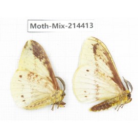 Moths sp. China, Guizhou, Bijie area, Jinsha county.2Pcs. Moth-Mix-214413.