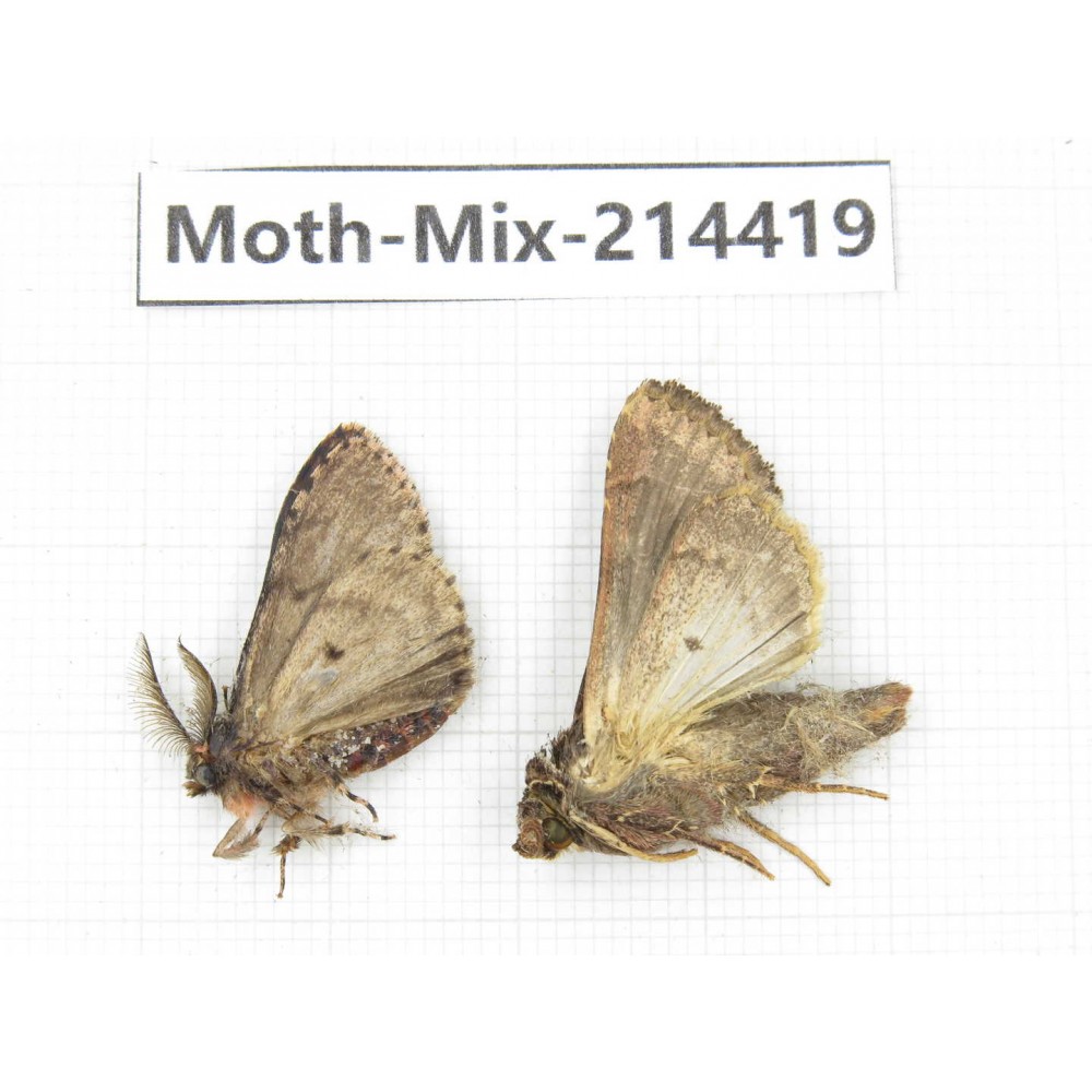 Moths sp. China, Guizhou, Bijie area, Jinsha county.2Pcs. Moth-Mix-214419.