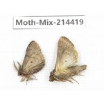 Moths sp. China, Guizhou, Bijie area, Jinsha county.2Pcs. Moth-Mix-214419.