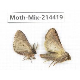 Moths sp. China, Guizhou, Bijie area, Jinsha county.2Pcs. Moth-Mix-214419.