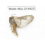 Moths sp. China, Guizhou, Bijie area, Jinsha county.1Pcs. Moth-Mix-214422.