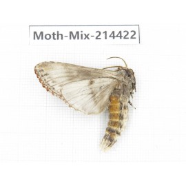 Moths sp. China, Guizhou, Bijie area, Jinsha county.1Pcs. Moth-Mix-214422.