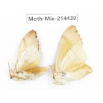 Moths sp. China, Guizhou, Bijie area, Jinsha county.2Pcs. Moth-Mix-214439.
