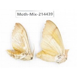 Moths sp. China, Guizhou, Bijie area, Jinsha county.2Pcs. Moth-Mix-214439.