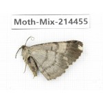 Moths sp. China, Guizhou, Bijie area, Jinsha county.1Pcs. Moth-Mix-214455.