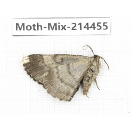 Moths sp. China, Guizhou, Bijie area, Jinsha county.1Pcs. Moth-Mix-214455.