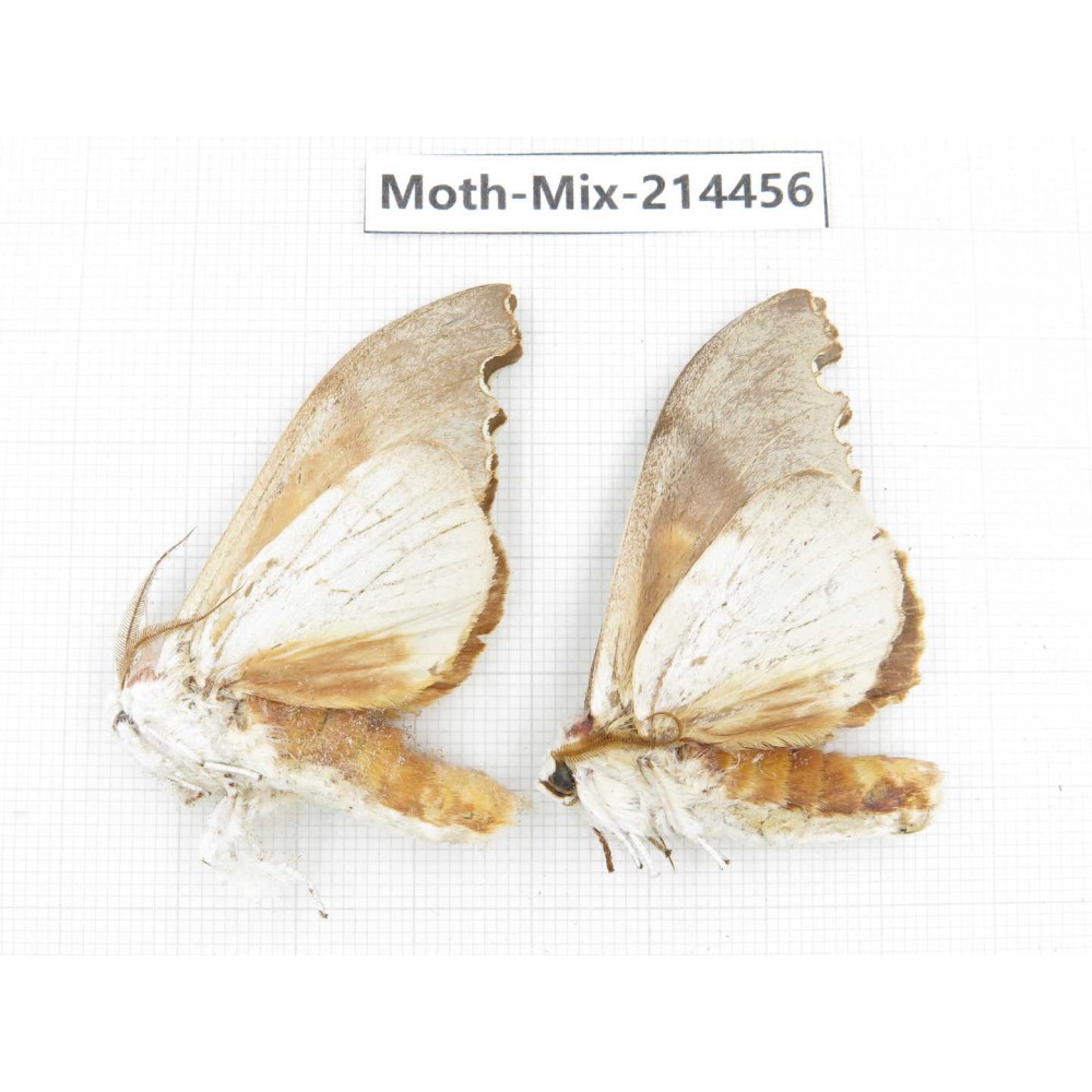 Moths sp. China, Guizhou, Bijie area, Jinsha county.2Pcs. Moth-Mix-214456.