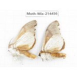 Moths sp. China, Guizhou, Bijie area, Jinsha county.2Pcs. Moth-Mix-214456.