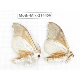 Moths sp. China, Guizhou, Bijie area, Jinsha county.2Pcs. Moth-Mix-214456.