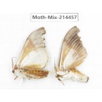Moths sp. China, Guizhou, Bijie area, Jinsha county.2Pcs. Moth-Mix-214457.