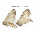 Moths sp. China, Guizhou, Bijie area, Jinsha county.2Pcs. Moth-Mix-214462.