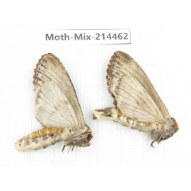Moths sp. China, Guizhou, Bijie area, Jinsha county.2Pcs. Moth-Mix-214462.