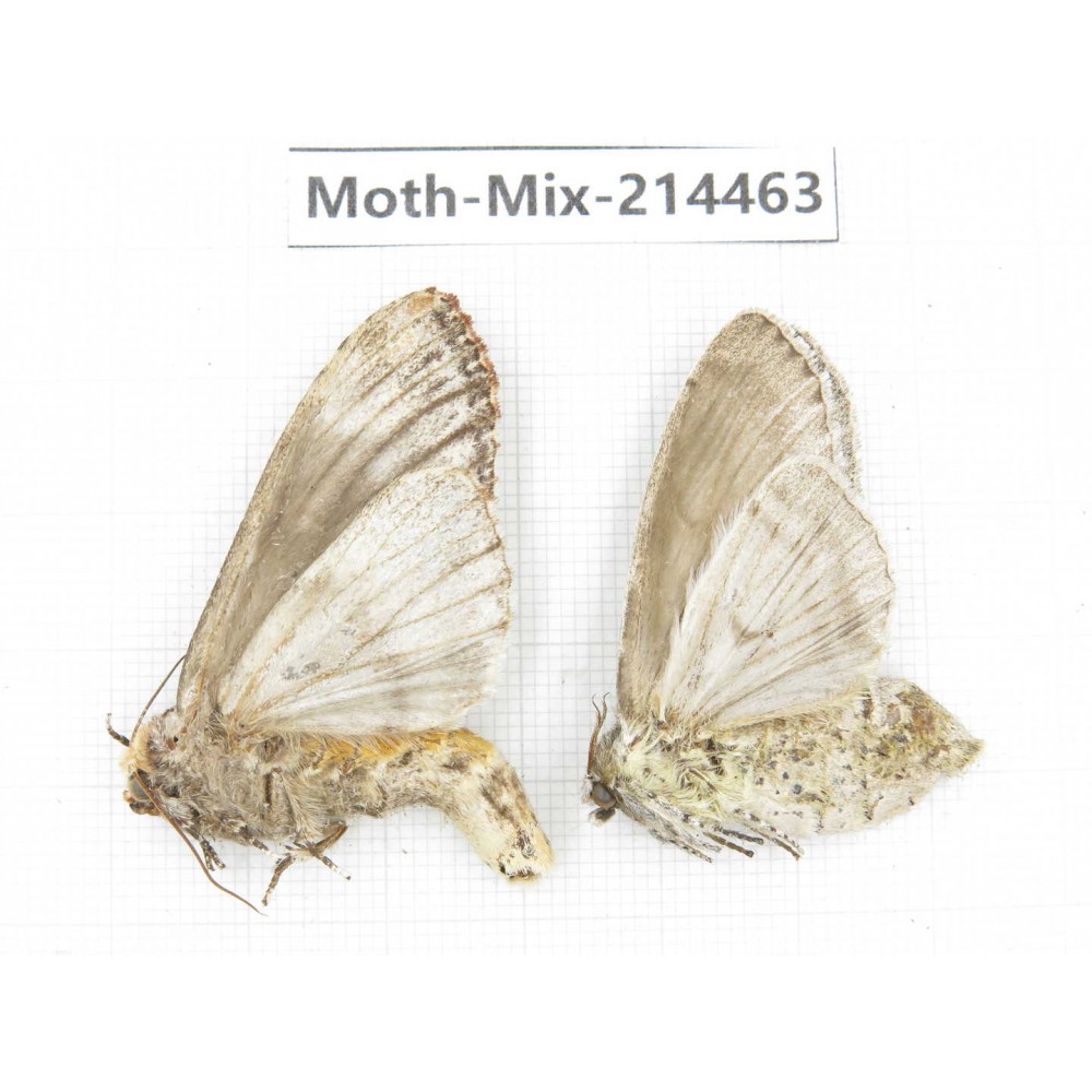Moths sp. China, Guizhou, Bijie area, Jinsha county.2Pcs. Moth-Mix-214463.