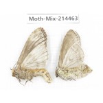 Moths sp. China, Guizhou, Bijie area, Jinsha county.2Pcs. Moth-Mix-214463.