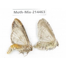 Moths sp. China, Guizhou, Bijie area, Jinsha county.2Pcs. Moth-Mix-214463.