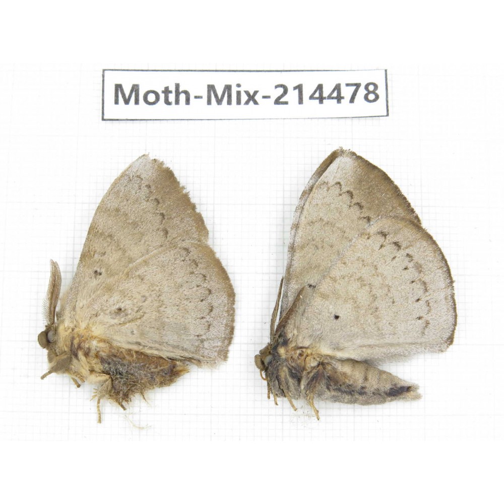 Moths sp. China, Guizhou, Bijie area, Jinsha county.2Pcs. Moth-Mix-214478.