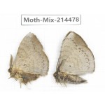 Moths sp. China, Guizhou, Bijie area, Jinsha county.2Pcs. Moth-Mix-214478.