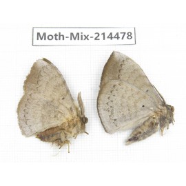 Moths sp. China, Guizhou, Bijie area, Jinsha county.2Pcs. Moth-Mix-214478.