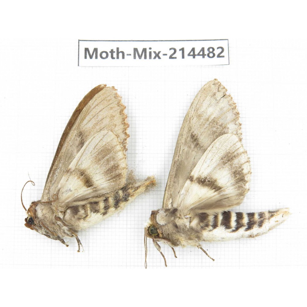 Moths sp. China, Guizhou, Bijie area, Jinsha county.2Pcs. Moth-Mix-214482.
