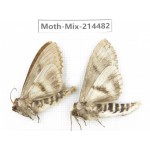Moths sp. China, Guizhou, Bijie area, Jinsha county.2Pcs. Moth-Mix-214482.