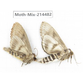 Moths sp. China, Guizhou, Bijie area, Jinsha county.2Pcs. Moth-Mix-214482.